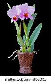 Cattleya percivaliana ('Mem. don Eugenio' x 'Summit') growing in a woven basket