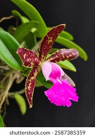 Cattleya Pradit Spot es