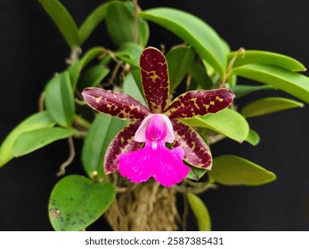 Cattleya Pradit Spot es