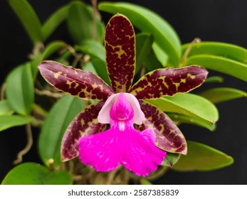 Cattleya Pradit Spot es