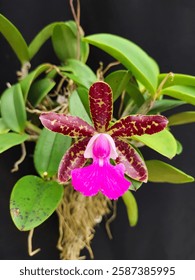 Cattleya Pradit Spot es