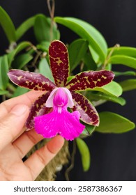 Cattleya Pradit Spot es