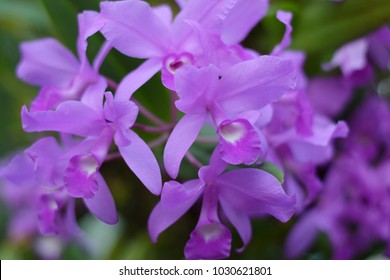 Cattleya Purple Orchid