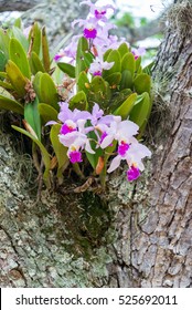 Cattleya trianae orchid growing in a tree in Barichara, Colombia.  Cattleya trianae is the national flower of Colombia.