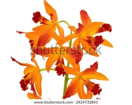 Cattleya tripical trick photographed against a white background