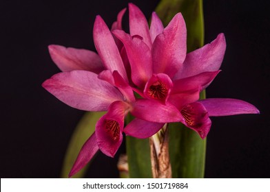 Cattleya x guatemalensis is a natural hybrid between Cattleya aurantiaca and Cattleya skinneri.
It is native to countries such as Guatemala, Honduras, Nicaragua and Mexico.