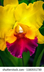 Cattleya yellow red lip orchids or “queen of flowers” big showy bloom and often used to make corsage. Cattleyas are epiphytes (air dwelllers), yellow Cattleya red lip isolated with green leaves.