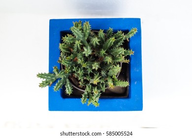 catus