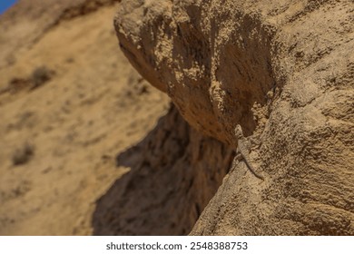 The Caucasian agama (Paralaudakia caucasia) is a species of agamid lizard found in the Caucasus - Powered by Shutterstock