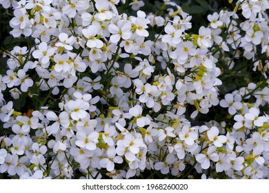Caucasian Arabis bush with small white flowers and green leaves grows on a sunny day in spring top view. white spring flowers