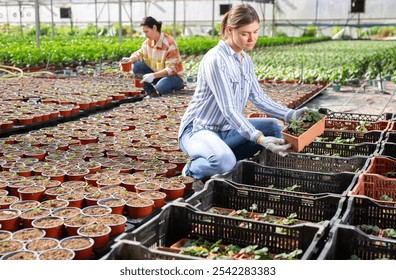 Caucasian and asian women growers working in greenhouse, tending plants. - Powered by Shutterstock