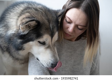 Caucasian Attractive Woman In Sweater Alaskan Malamute Dogs Head On Shoulder. Licking Nose. Indoor. Love And Friendship Between Human And Animal. White And Grey. High Quality Photo