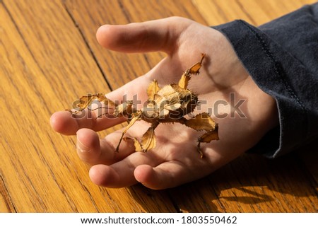 A caucasian boy holding an Australian spiny leaf stick insect