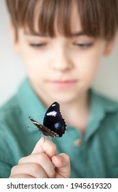 Caucasian Boy Holds On His Finger A Beautiful Tropical Butterfly With Bright Wings. A Child Admires The Wonderful Nature