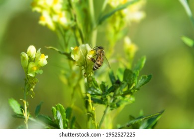 Bastard Toadflax Images Stock Photos Vectors Shutterstock