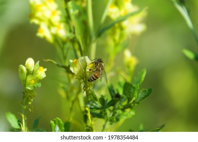 Bastard Toadflax Hd Stock Images Shutterstock