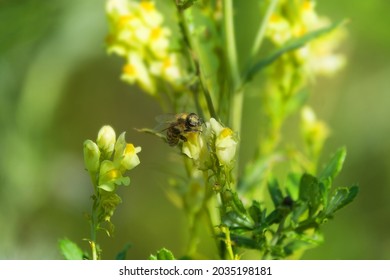 Bastard Toadflax Hd Stock Images Shutterstock