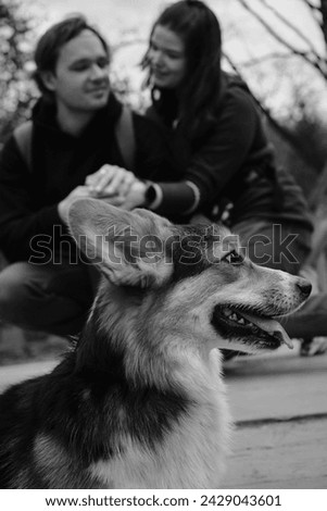 Caucasian couple sitting on a wooden bridge in the park, smiling at each other with welsh corgi pembroke. They look happy and relaxed. The dogs face in close-up. Trendy monochrome.