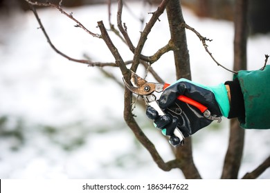 Caucasian Cute Woman Gardener With Garden Tool Close Up, Gardener Pruning Branches With Pruning Shears, Winter Plant Pruning, Winter Gardening Work In Winter Work Clothes