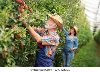 Caucasian Farmer Couple Picking Up Apples In Their Orchard Apples