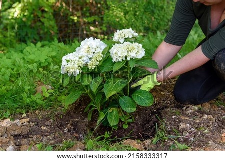 A Caucasian female planting Hydrangea flowers in the garden