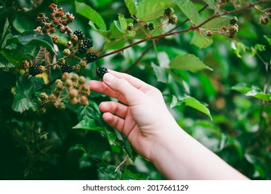 Caucasian female's hand handpicking wild blackberries