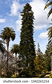 Caucasian Fir In Park