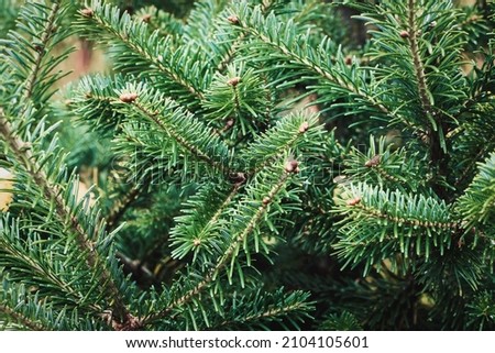 Caucasian fir tree branches closeup - Abies nordmanniana cultivated in the garden