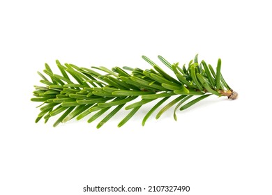 Caucasian Fir Twigs On A White Isolated Background