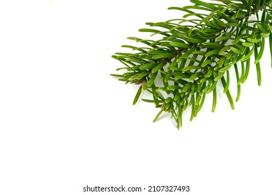 Caucasian Fir Twigs On A White Isolated Background