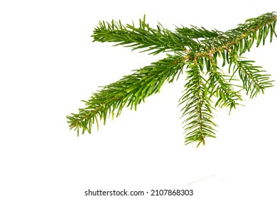 Caucasian Fir Twigs On A White Isolated Background