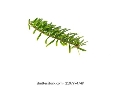 Caucasian Fir Twigs On A White Isolated Background