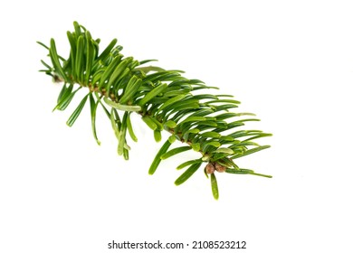 Caucasian Fir Twigs On A White Isolated Background