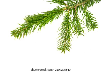 Caucasian Fir Twigs On A White Isolated Background