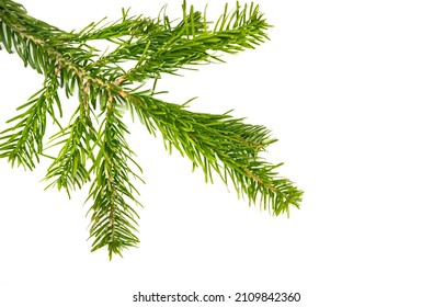 Caucasian Fir Twigs On A White Isolated Background