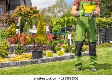 Caucasian Garden Worker In His 40s With Hand Held Seeder Walking Along Backyard Grass Lawn And Distributing Fertilizer.