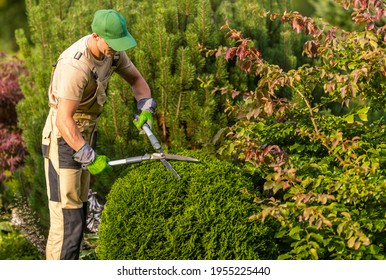 Caucasian Gardener In His 40s Trimming Garden Plants. Decorative Trees Topiary. Gardening And Landscaping Services.