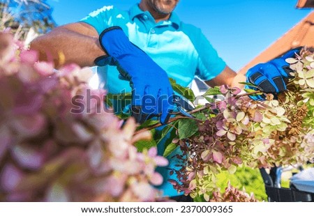 Caucasian Gardener Trimming Hortensia Flowers Removing Dead and Ugly Parts