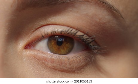 Caucasian girl attractive brown eye with mascara. Look to the camera. Studio shot with dramatic light extreme close-up high quality photo image. - Shutterstock ID 2011055153