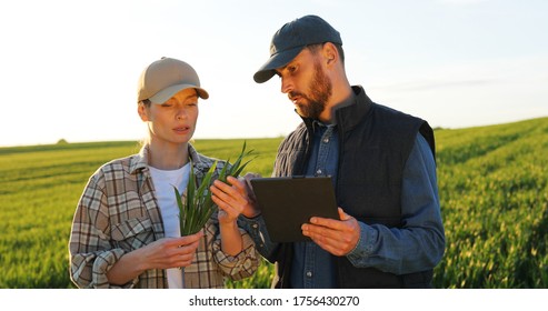 Caucasian Good Looking Young Woman And Man In Hats Standing In Field And Talking About Farming Work. Male Showing To Female Something On Tablet Device. Couple Of Farmers.