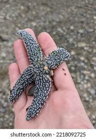 Caucasian Hand Holding A Starfish With Missing Limb