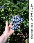 Caucasian woman’s hand reaching into a bush to pick large ripe blue Duke blueberries in a u-pick farm field on a sunny day, nutritious organic fruit, part of heathy lifestyle and diet
