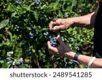 Caucasian woman’s hand reaching into a bush to pick large ripe blue Duke blueberries in a u-pick farm field on a sunny day, nutritious organic fruit, part of heathy lifestyle and diet
