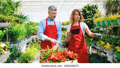 Caucasian happy garden center workers in red aprons standing in greenhouse with many plants and speaking examining houseplants. Female gardener typing on tablet device in flower shop - Powered by Shutterstock