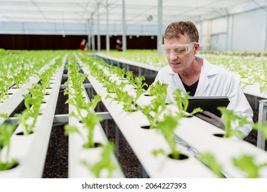 Caucasian male botany scientist observes about growing organic arugula on hydroponics farm.with tablet on aquaponic farm, sustainable business artificial lighting,Concept of growing organic vegetable - Shutterstock ID 2064227393