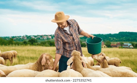 Caucasian male farmer feeding herd of sheep in field on summer day. Handsome man worker in meadow with livestock. Shepherd working in farm. Outdoor. Paddock of sheep. Eco pasture. - Powered by Shutterstock
