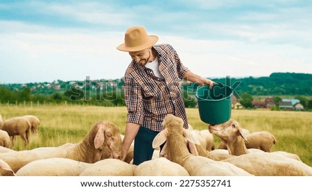 Caucasian male farmer feeding herd of sheep in field on summer day. Handsome man worker in meadow with livestock. Shepherd working in farm. Outdoor. Paddock of sheep. Eco pasture.