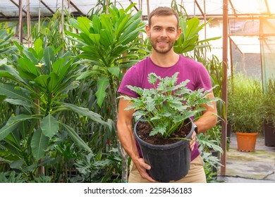 Caucasian male gardener smiling holding large pot with houseplant show philodendron xanadu in tropical greenhouse farm plantation with plumeria and ficuses - Powered by Shutterstock