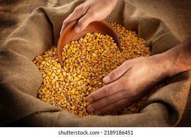 Caucasian Male Hands Filling Clay Bowl With Maize Corns From Burlap Sack