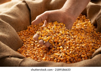 Caucasian Male Showing Maize Corns In His Hands From Over Burlap Sack